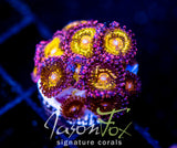 JF MOHICAN SUNS PALYS