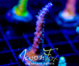 JF COOLERS CHAMPAGNE ACRO