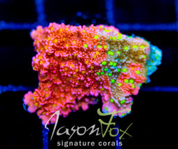 JF GRAFTED SUN MONTI