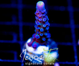 WWC YELLOW TIPS ACRO