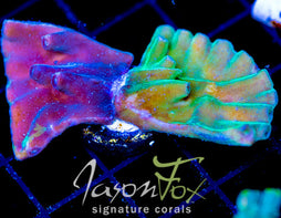 JF GRAFTED HERO TURBINARIA