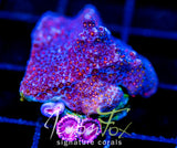 JF SEVEN HEAVENS MONTI COMBO