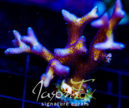 ORA BIRDS OF PARADISE BN XL FRAG