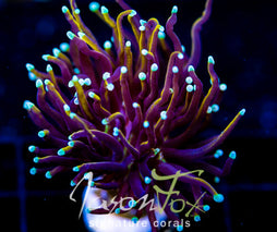 JF SUPER BRIGHT ORANGE TORCH