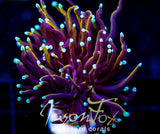 JF SUPER BRIGHT ORANGE TORCH