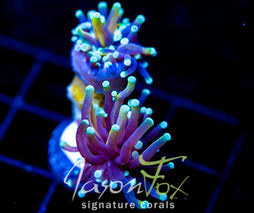 JF MOONLIGHT TORCH 2 HEADS