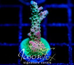 JF DRAGONS BREATH ACRO