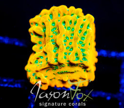 JF VINO MONTI XXL FRAG