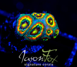 F2M HOLY GRAIL MICROMUSSA