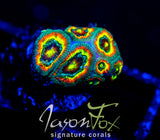 F2M HOLY GRAIL MICROMUSSA