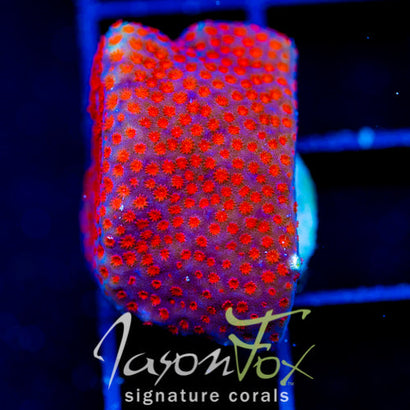 JF COLISION COURSE PORITES