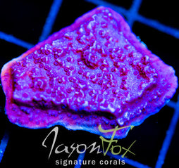 JF PURPLE MONTI CAP
