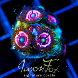 JF DAISY DUKES PALYS