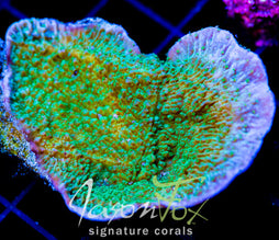 JF GREEN MONTI CAP 2 INCH COLONY