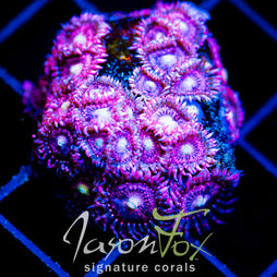 JF BURNING BLOSSOMS ZOAS