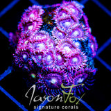 JF BURNING BLOSSOMS ZOAS