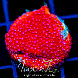 JF SCARLET FEVER STYLO