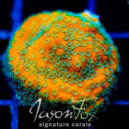 JF SWEET TOOTH MONTI