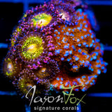 JF AQUAMAN MONTI COMBO