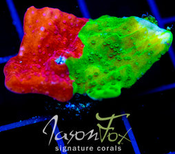 WWC GRAFTED TURBICULATA