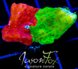 WWC GRAFTED TURBICULATA