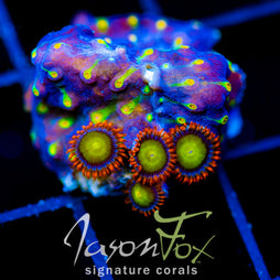 JF TECHNO CYPHASTREA