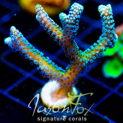 JF ENCHANTED FOREST BN XL FRAG