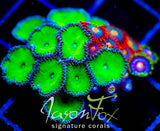 JF NUCLEAR PALYS COMBO