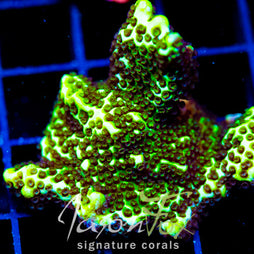 ORA SPONGODES MONTI XL FRAG