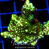 ORA SPONGODES MONTI XL FRAG