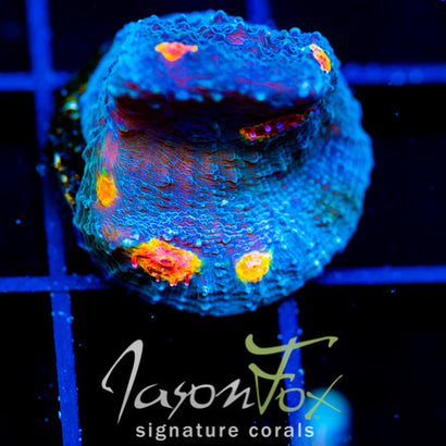 TYREE PUMPKIN PATCH CHALICE