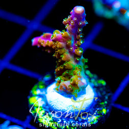 JF ZIPPER RIPPER ACRO