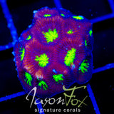 JF CONTRACT KILLER FAVIA