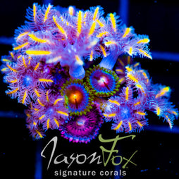 JF TANGERINE TWISTERS CLOVES COMBO