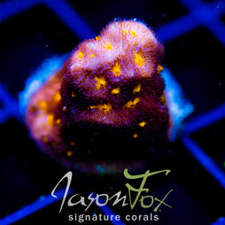 JF OUTER SPACE PSAMMACORA