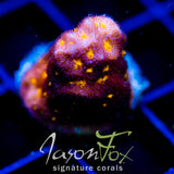 JF OUTER SPACE PSAMMACORA