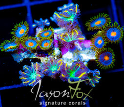 JF YELLOW INFUSED RAINBOW CLOVES COMBO