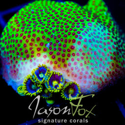 JF SPECIAL PORITES COMBO