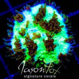 JF HIGHLIGHTER GREEN HYDNO