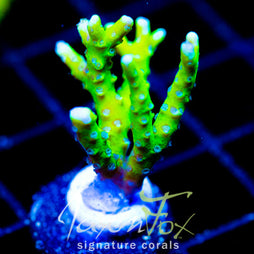 BR GREEN GOBLIN ANACROPORA