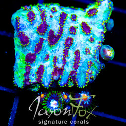 JF MAGIC CARPET HYDNO COMBO