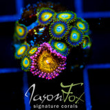 JF MOHICAN SUNS COMBO