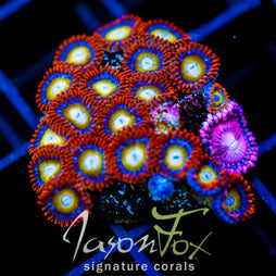 JF BURNING BLOSSOMS COMBO