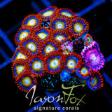 JF BURNING BLOSSOMS COMBO