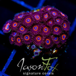 JF CRAZY EYES ZOAS