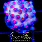 METEOR SHOWER CYPHASTREA