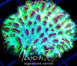 JF MAGIC CARPET HYDNO XL FRAG