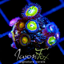 JF KUNG FU FIGHTERS PALYS COMBO