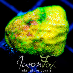 JF SUNSPOT PSAMMOCORA