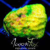 JF SUNSPOT PSAMMOCORA